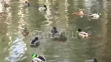 鸭子和一群绿头鸭一起在池塘上漂浮。4K超高清，超高清